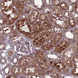 C8G Antibody, Novus Biologicals:Antibodies:Primary Antibodies