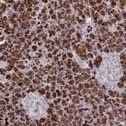 PPDPFL Antibody, Novus Biologicals:Antibodies:Primary Antibodies