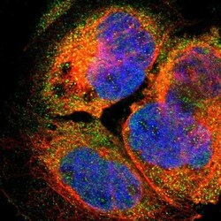 SMIM19 Antibody, Novus Biologicals:Antibodies:Primary Antibodies