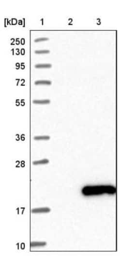 SMIM19 Antibody, Novus Biologicals:Antibodies:Primary Antibodies