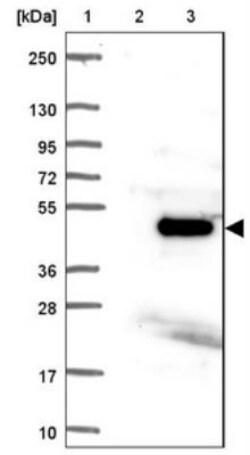 C8orf48 Antibody, Novus Biologicals:Antibodies:Primary Antibodies