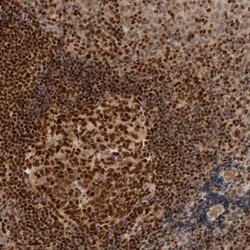 C8orf76 Antibody, Novus Biologicals:Antibodies:Primary Antibodies