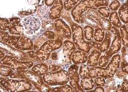 SPOUT1 Antibody, Novus Biologicals 0.1mL; Unlabeled:Antibodies, Polyclonal