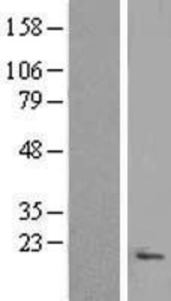 Novus Biologicals&trade;&nbsp;Pierce-1 Overexpression Lysate