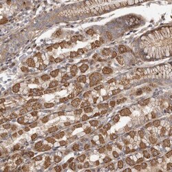 FAM221B Antibody, Novus Biologicals 0.1mL; Unlabeled:Antibodies, Polyclonal