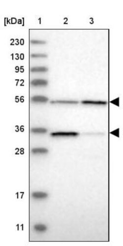 FAM221B Antibody, Novus Biologicals 0.1mL; Unlabeled:Antibodies, Polyclonal