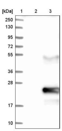 Cysteine Rich Tail 1 Antibody, Novus Biologicals 25 &mu;L; Unlabeled:Antibodies,