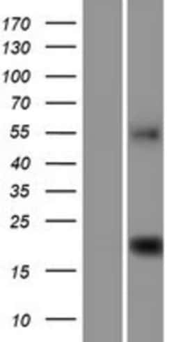 Novus Biologicals&trade;&nbsp;C9orf40 Overexpression Lysate