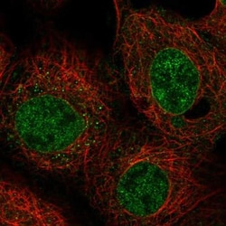 C9orf50 Antibody, Novus Biologicals 25 &mu;L, Unlabeled:Antibodies, Polyclonal