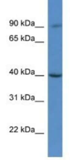 C9orf64 Antibody, Novus Biologicals:Antibodies:Primary Antibodies