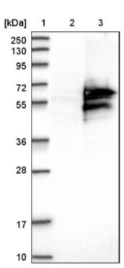 CAAP1 Antibody, Novus Biologicals:Antibodies:Primary Antibodies