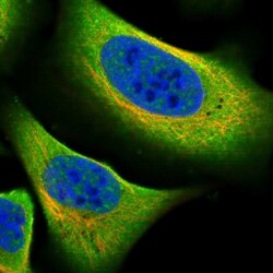 CAAP1 Antibody, Novus Biologicals:Antibodies:Primary Antibodies