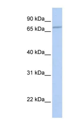 CABC1 Antibody, Novus Biologicals 100 &mu;L | Buy Online | Novus Biologicals | Fisher Scientific