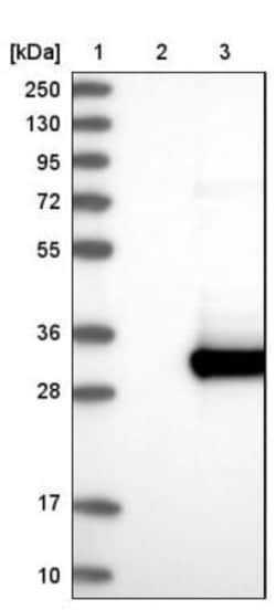 CABP7 Antibody, Novus Biologicals 0.1mL; Unlabeled:Antibodies, Polyclonal