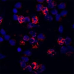 CACNA1I Antibody - Azide and BSA Free, Novus Biologicals 0.1 mg | Buy Online | Novus Biologicals | Fisher Scientific