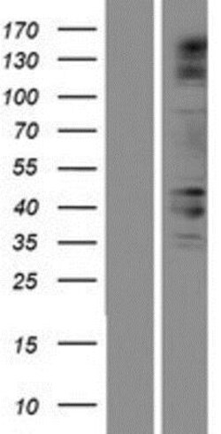 Novus Biologicals&trade;&nbsp;Cactin Overexpression Lysate