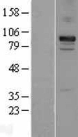 Novus Biologicals&trade;&nbsp;Cadherin-11 Overexpression Lysate