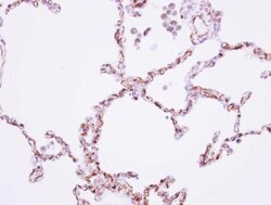 Cadherin-11 Antibody, Novus Biologicals 0.1mL; Unlabeled:Antibodies, Polyclonal