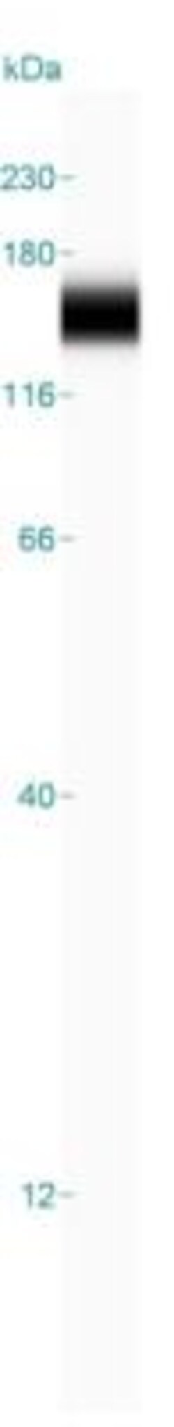 Cadherin-17 Antibody, Novus Biologicals 0.1mL; Unlabeled:Antibodies, Polyclonal