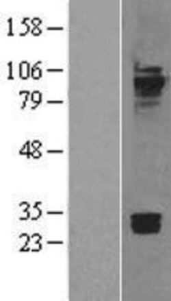 Novus Biologicals&trade;&nbsp;Cadherin-7 Overexpression Lysate