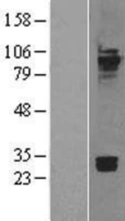 Novus Biologicals&trade;&nbsp;Cadherin-7 Overexpression Lysate