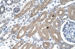 Cadherin-8 Antibody, Novus Biologicals 100μL; Unlabeled:Antibodies,