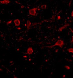 CADPS Antibody - BSA Free, Novus Biologicals 0.025 mg, Unconjugated:Antibodies,