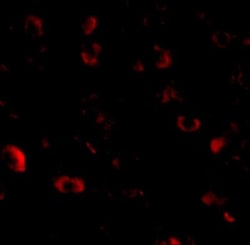 CADPS Antibody - BSA Free, Novus Biologicals 0.1mg; Unlabeled:Antibodies,
