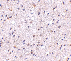 CADPS Antibody - BSA Free, Novus Biologicals 0.1mg; Unlabeled:Antibodies,