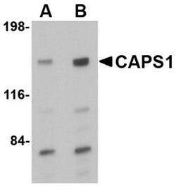 CADPS Antibody - BSA Free, Novus Biologicals:Antibodies:Primary Antibodies