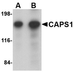 CADPS Antibody - BSA Free, Novus Biologicals 0.1mg; Unlabeled:Antibodies,