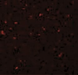CALHM1 Antibody - BSA Free, Novus Biologicals 0.1mg; Unlabeled:Antibodies,