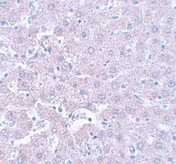 CALHM1 Antibody - BSA Free, Novus Biologicals 0.1mg; Unlabeled:Antibodies,