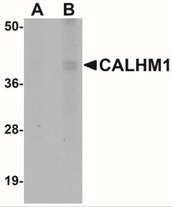 CALHM1 Antibody - BSA Free, Novus Biologicals 0.1mg; Unlabeled:Antibodies,