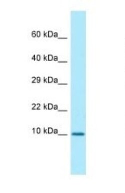 Calmodulin 3 Antibody, Novus Biologicals:Antibodies:Primary Antibodies