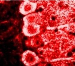 Calmodulin Antibody (2D1) - BSA Free, Novus Biologicals 200 &mu;L; Unconj&mu;gated:Antibodies,