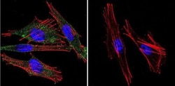 Calmodulin Antibody (2D1) - BSA Free, Novus Biologicals 200 &mu;L; Unconj&mu;gated:Antibodies,