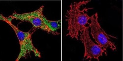 Calmodulin Antibody (2D1) - BSA Free, Novus Biologicals 200 &mu;L; Unconj&mu;gated:Antibodies,