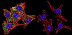 Calmodulin Antibody (2D1) - BSA Free, Novus Biologicals 200 &mu;L; Unconj&mu;gated:Antibodies,