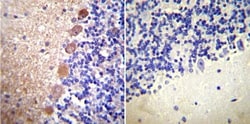 Calmodulin Antibody (2D1) - BSA Free, Novus Biologicals 200 &mu;L; Unconj&mu;gated:Antibodies,
