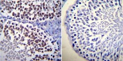 Calmodulin Antibody (2D1) - BSA Free, Novus Biologicals 200 &mu;L; Unconj&mu;gated:Antibodies,