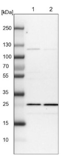 Calneuron 1 Antibody, Novus Biologicals 25 &mu;L; Unlabeled:Antibodies,