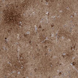 Calneuron 1 Antibody, Novus Biologicals 25 &mu;L; Unlabeled:Antibodies,