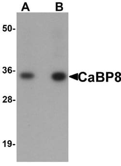 Calneuron 1 Antibody - BSA Free, Novus Biologicals 0.025 mg, Unconjugated:Antibodies,