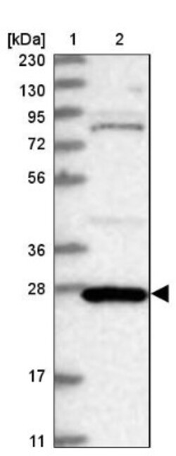 Calneuron 1 Antibody, Novus Biologicals 25 &mu;L; Unlabeled:Antibodies,