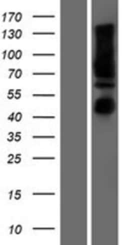 Novus Biologicals&trade;&nbsp;Calnexin Overexpression Lysate