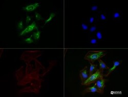 Calnexin Antibody (1C2.2D11) - BSA Free, Novus Biologicals 0.1mg; Unlabeled:Antibodies,