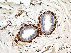 Calnexin Antibody (1C2.2D11) - BSA Free, Novus Biologicals 0.1mg; Unlabeled:Antibodies,