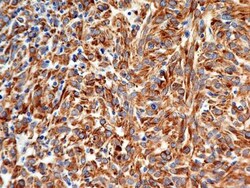Calnexin Antibody (1C2.2D11) - BSA Free, Novus Biologicals 0.1mg; Unlabeled:Antibodies,