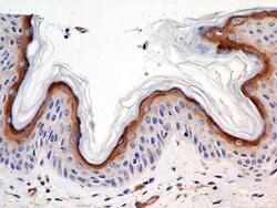 Calnexin Antibody (1C2.2D11) - BSA Free, Novus Biologicals 0.1mg; Unlabeled:Antibodies,